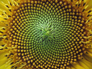 Fibonacci Flower